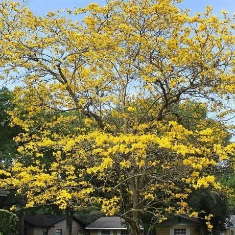 thumbnail for publication: Handroanthus chrysotrichus: Golden Trumpet Tree